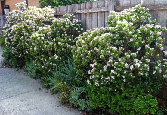 jade-plants as Hedge
